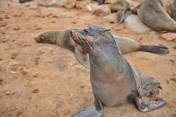 Sea lion rookery on the Atlantic coast in Namibia.