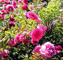 Butterfly on red violet roses