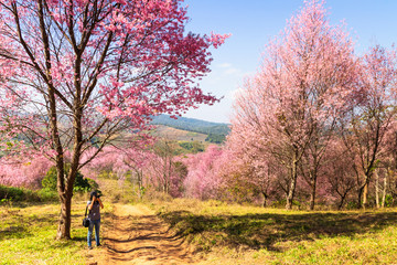 Woman taking a photo under Pink Wild Himalayan cherry flowers on branch with blue sky (Thailand's sakura or Prunus cerasoides), known as Nang Phaya Sua Khrong in Thai at Phu Lom Lo mountain, Loei.