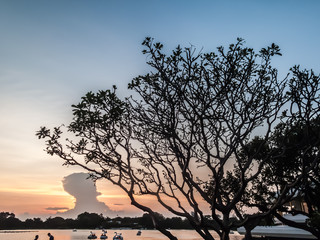 Fototapeta na wymiar Tree and colorful sky with beautiful sunset