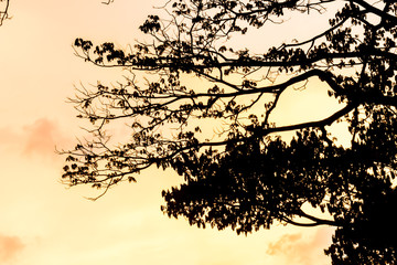 Tree and colorful sky with beautiful sunset