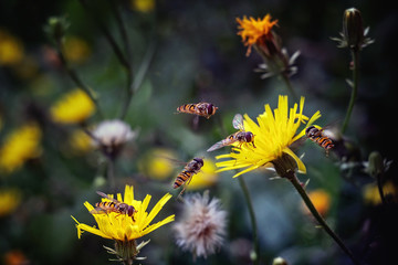 Hoverflies on meadow flowers