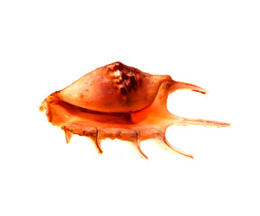 seashell isolated on white background