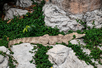 Full frame of Large scary White Crocodile lying to get sunbathe on the shore of artificial pond.
