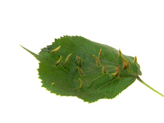 green leaf isolated on white background