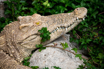 Closeup of large scary White Crocodile on the rock.