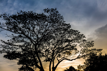 Fototapeta na wymiar Tree and colorful sky with beautiful sunset