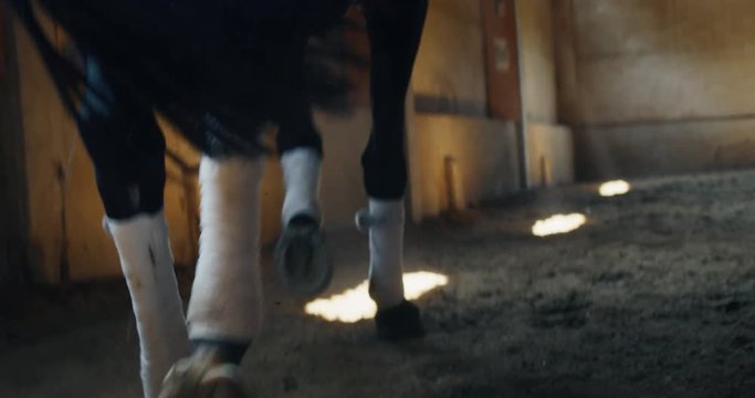 Cinematic slow motion close up of bay horse legs during exercises for competition of horse racing and dressage on a riding hall.