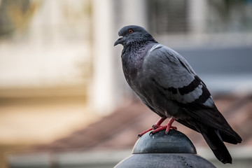 Close-up Pigeon Bird standing. Portrait of a common pigeon.