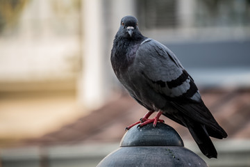 Close-up Pigeon Bird standing. Portrait of a common pigeon.
