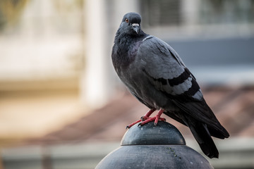 Close-up Pigeon Bird standing. Portrait of a common pigeon.