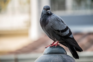 Close-up Pigeon Bird standing. Portrait of a common pigeon.