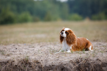 Brown spaniel dog lying on the grass near the field