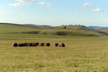 Rural landscape with harvested hay rolls in the foothills of the Altai mountains. Western Siberia. Russia