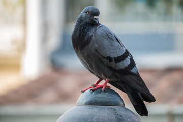 Close-up Pigeon Bird standing. Portrait of a common pigeon.