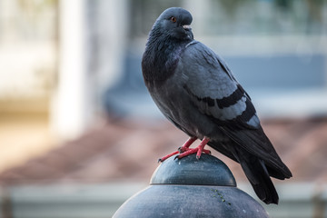 Close-up Pigeon Bird standing. Portrait of a common pigeon.