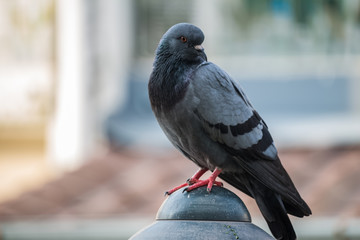 Fototapeta premium Close-up Pigeon Bird standing. Portrait of a common pigeon.