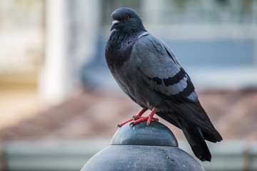Fototapeta premium Close-up Pigeon Bird standing. Portrait of a common pigeon.