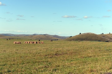 Obraz premium Rural landscape with harvested hay rolls in the foothills of the Altai mountains. Western Siberia. Russia