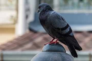 Close-up Pigeon Bird standing. Portrait of a common pigeon.