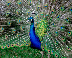 Colours of ta peacock