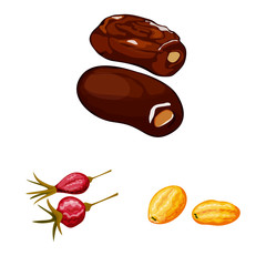 Isolated object of fruit and dried icon. Collection of fruit and food stock vector illustration.