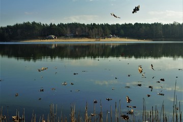 Falling leaves on the water