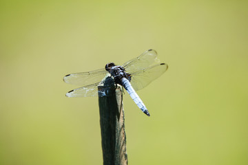オオシオカラトンボ