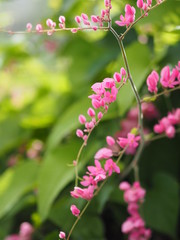 Pink flower Coral Vine, MePink flower Coral Vine, Mexican Creeper, Chain of Love Antigonon leptopus Hook and Arn name beautiful little bouquet blurred of nature background
