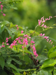 Pink flower Coral Vine, MePink flower Coral Vine, Mexican Creeper, Chain of Love Antigonon leptopus Hook and Arn name beautiful little bouquet blurred of nature background