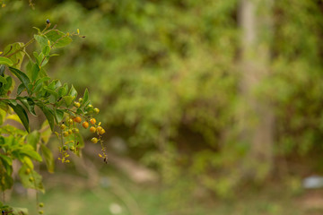 Green leaves on the rural backgrounds