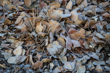 Dry leaves on the ground