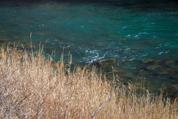 Dry grass by the river