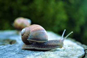 Snails on stump