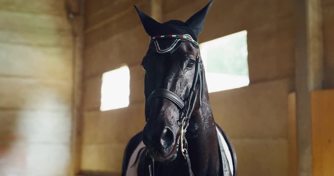 Cinematic slow motion close up  of young bay horse dressed in a professional apparel before practising exercises for competition of horse racing and dressage on a riding hall.