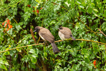 Young and old Bulbul's