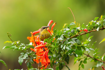 Sunbirds feast