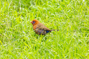 Finch in grass