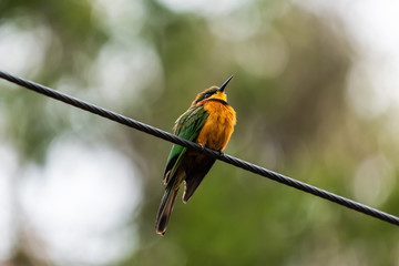Proud Bee-eater