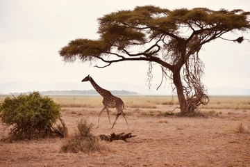 Extra Wide Shot of Giraffe under Acacia Tree in Warm Hues, Amboseli, Kenya