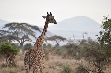 Masai Giraffe, Left, Medium Shot from Behind, Amboseli, Kenya