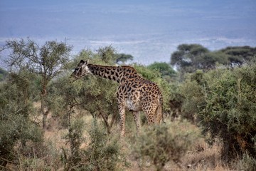 Masai Giraffe Eating Trees, Center, Wide Shot, Amboseli, Kenya