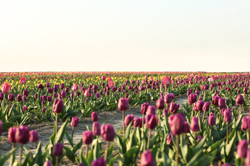 Field with fresh beautiful tulips. Blooming flowers