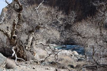 Dry trees by the river