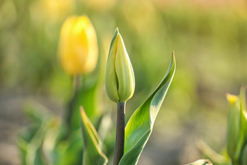 Obraz na płótnie Canvas Fresh beautiful tulip bud in field. Spring flower