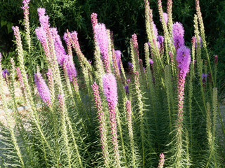 Liatris spicata | Plume du Kansas rose | Liatris &agrave; &eacute;pis | Liatride en &eacute;pi | Liatride &agrave; &eacute;pis 