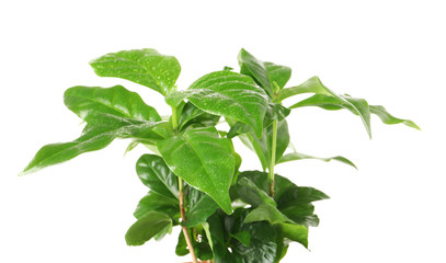 Fresh coffee green leaves on white background