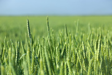 Wheat field on sunny day. Amazing nature in  summer