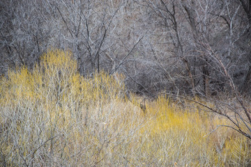 Wilds
