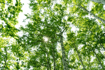 Fototapeta premium シラカバ